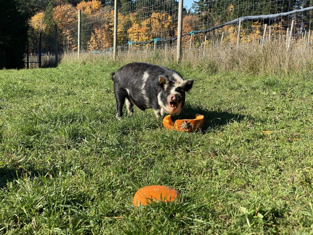 Kunekune 101: Feeding – Heritage Hill Farm