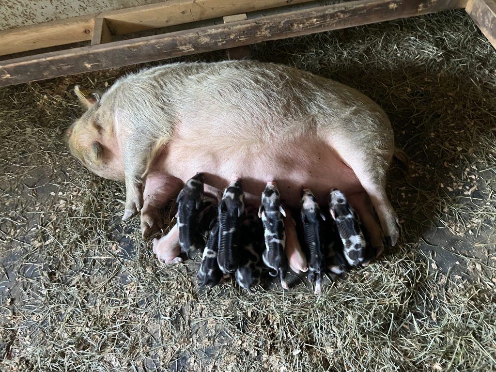 Kunekune 101: Reproduction – Heritage Hill Farm